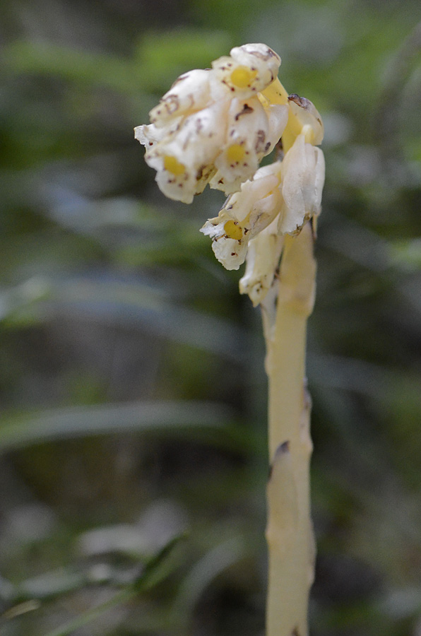 Monotropa cfr.hypopitys